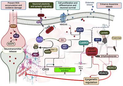 The interplay between BDNF and PGC-1 alpha in maintaining brain health: role of exercise